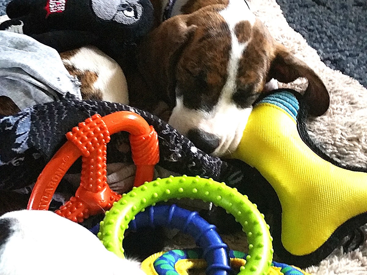 “JACK”    RIP Sep 16, 2015-Feb 01,&nbsp;2026.