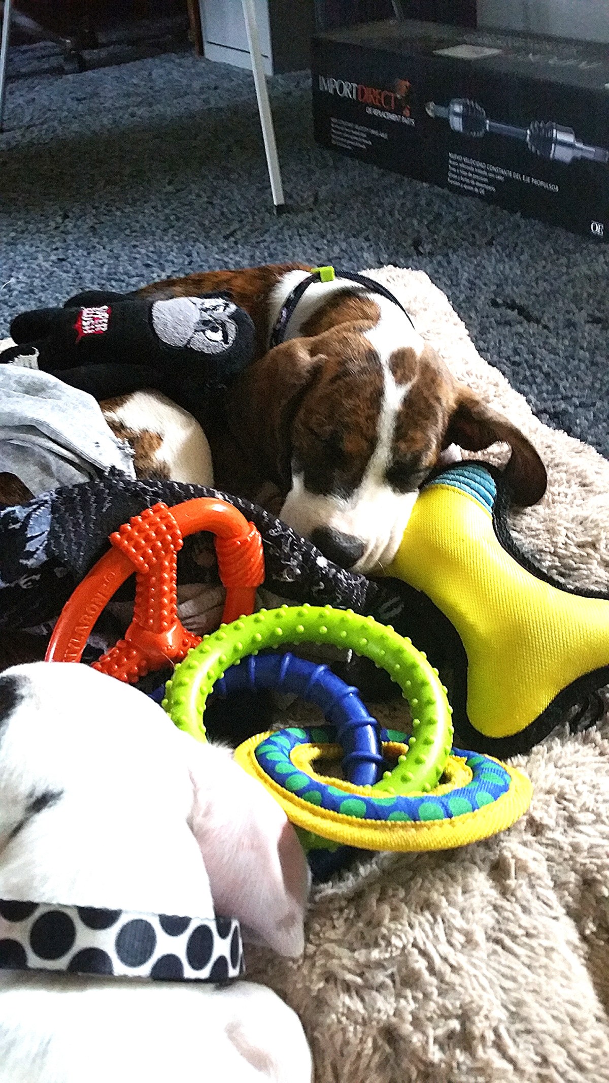 “JACK”    RIP Sep 16, 2015-Feb 01,&nbsp;2026.